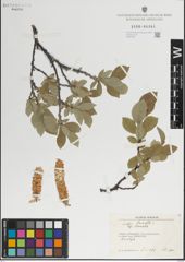 Foto von Salix lanata L.
